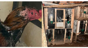 Casa de rinha de galo localizada a menos de 100 metros de quartel da PM &eacute; fechada em MS