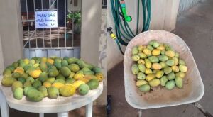 'N&atilde;o levar a mesa': moradora brinca ao distribuir manga na cal&ccedil;ada de casa em MS