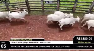 Pecuarista &eacute; acusado de golpe de R$ 8 milh&otilde;es na compra de gado em MS 