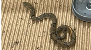 Iti malia! Resgatada, serpente mais perigosa do Brasil d&aacute; &agrave; luz 17 beb&ecirc;s em MS