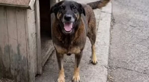 Justi&ccedil;a ordena que redes excluam informa&ccedil;&otilde;es sobre adolescentes suspeitos de matar c&atilde;o Orelha