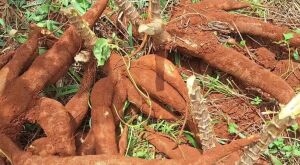 Bandidos invadem horta de madrugada e furtam 25 kg de mandioca em MS