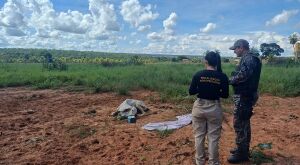 Den&uacute;ncia leva PMA em Coxim a flagrar maus-tratos a bovino em propriedade rural   