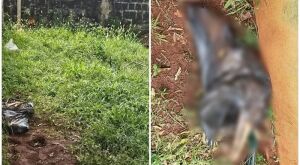 Jovem &eacute; presa por maus-tratos ap&oacute;s morte de cadela em Mato Grosso do Sul