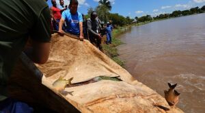 Prefeitura de MS solta 3 toneladas de peixes em lago para 2&ordf; Festa da P&aacute;scoa