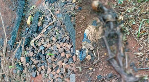 Ossada humana &eacute; encontrada em &aacute;rea de mata em MS