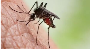 MS registra 11 mortes por chikungunya