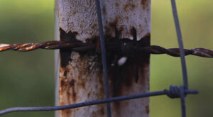 Filho persegue pai com barra de ferro e o amea&ccedil;a de morte em MS
