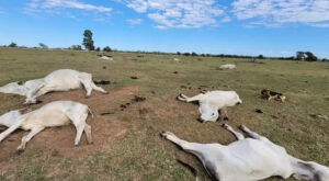 Frio extremo mata 80 bois e vacas em fazendas nos &uacute;ltimos dias em MS
