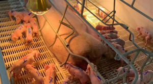 Leitoa d&aacute; &agrave; luz 33 leit&otilde;es no primeiro parto e bate recorde em granja de MS