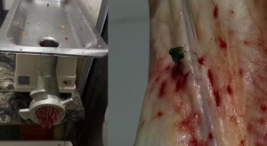 A&ccedil;ougue &eacute; interditado ap&oacute;s fiscaliza&ccedil;&atilde;o apreender quase meia tonelada de carnes impr&oacute;prias em MS