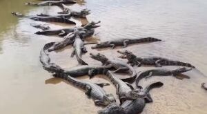 Dezenas de jacar&eacute;s formam 'muralha' em praia que surgiu durante seca no Rio Taquari 