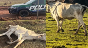 Novilha agonizando e 20 bois magros: MP investiga mais de 200 bovinos em situa&ccedil;&atilde;o cr&iacute;tica em MS