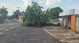 Ventos fortes e chuva causam queda de &aacute;rvores em Coxim; Prefeitura aciona plano de atendimento