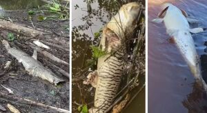 Decoada em rio de MS: pescador mostra peixes mortos por falta de oxig&ecirc;nio