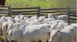 Mais de 50 bezerros desaparecem de uma s&oacute; vez em fazenda de MS; pol&iacute;cia investiga furto