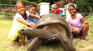 Enquanto humanos vivem 72 anos, esta tartaruga tem quase 200 e pode revelar o segredo da longevidade

