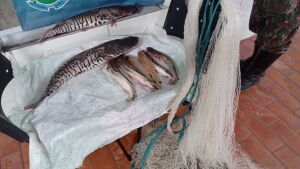 PMA de Coxim prende e autua em R$ 1,1 mil infrator pescando em piracema, no rio Taquari
