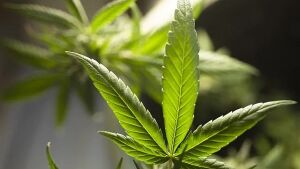 Cannabis pode tratar e prevenir a Covid, diz estudo