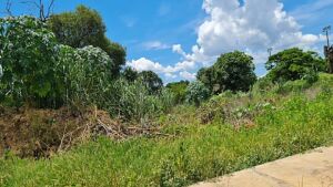 Prefeitura de Coxim alerta: Manter terrenos limpos vai além da obrigação, é colaborar com a saúde pública