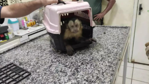 Macaco-prego é resgatado após levar choque em rede de iluminação pública