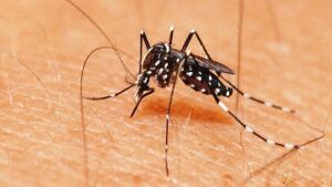 Pouco se fala em dengue, mas doença atingiu mais de 11 mil pessoas em 2021 em MS