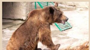 Mãe joga filha de 3 anos dentro de jaula de urso 