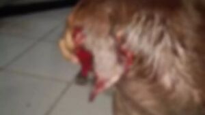 Homem é preso após cortar a orelha de cachorro com tesoura
