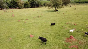 Polícia procura gerente de fazenda suspeito de furtar cabeças de gado da propriedade vizinha em MS