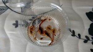 Criança de 3 anos morre após ser picada por escorpião