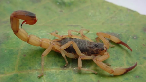 Saúde emite alerta para reforçar cuidados com ataques de escorpião