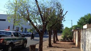 PMA de Aquidauana autua empresário em R$ 1,5 mil pela infração e crime de poda radical de cinco árvores em frente à sua residência no centro da cidade
