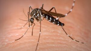 Número de mortos pela dengue sobe para oito em Mato Grosso do Sul