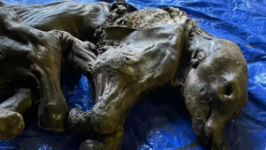 Bebê de mamute congelado é achado no Canadá