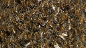 Enxame ataca pai e filho e vítima desmaia ao sofrer múltiplas picadas em MS 
