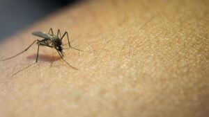 Após 15 anos, dengue tipo 3 reaparece e acende alerta da Fiocruz