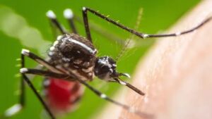 Dois homens morrem por coinfecção de chikungunya e dengue em cidades diferentes em MS
