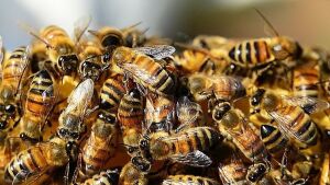 Idoso de 80 anos é socorrido após sofrer ataque de abelhas em MS 