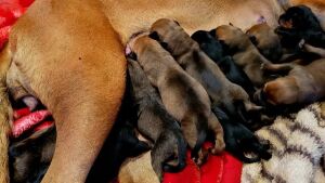 Cadela dá à luz 22 filhotes dentro de casa 