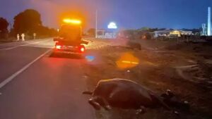 Ônibus com passageiros atropela e mata 3 búfalos na BR-163 em Coxim 