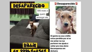 Família em Coxim procura o cachorrinho Billie e oferece recompensa de R$ 500,00  