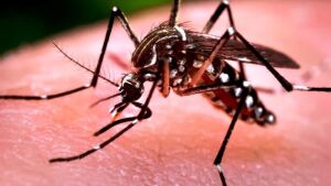 MS registra a 27ª morte por dengue em 2023