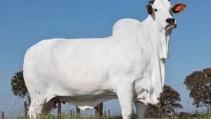Pedaço de vaca é leiloado por R$ 7 milhões; entenda como é possível vender apenas parte do animal