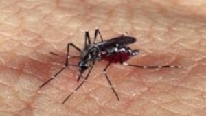 MS registra o maior número de casos 'prováveis' de zika dos últimos 7 anos