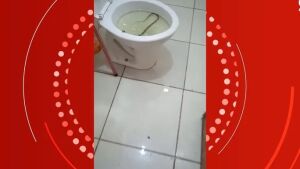 Mulher encontra jararaca dentro de vaso sanitário em MS: 'Fiquei doida'