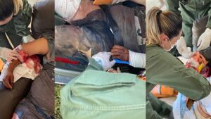 Peão que lutou com onça-pintada de 200 kg no Pantanal de MS passa por cirurgia e segue internado