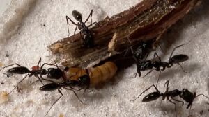 Bióloga cria formigas dentro do quarto como pets e viraliza com 'BBB' dos insetos na web