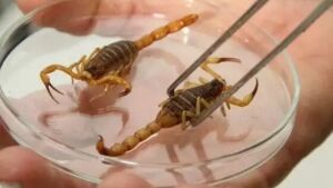 Governo alerta sobre aumento de acidentes com escorpiões