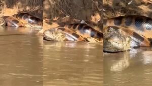 Sucuri gigante dá 'abraço da morte' em jacaré em rio de MS: 'Ela diz que tá com fome', narra pescador