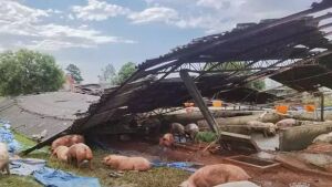 Vendaval destruiu barracão de suínos em São Gabriel do Oeste
